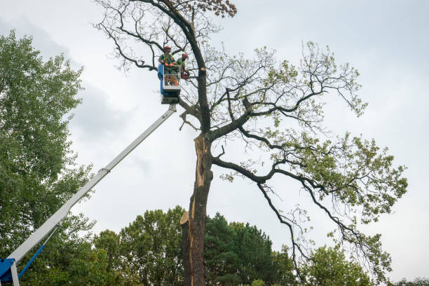 Madison Heights, VA Tree Services Company